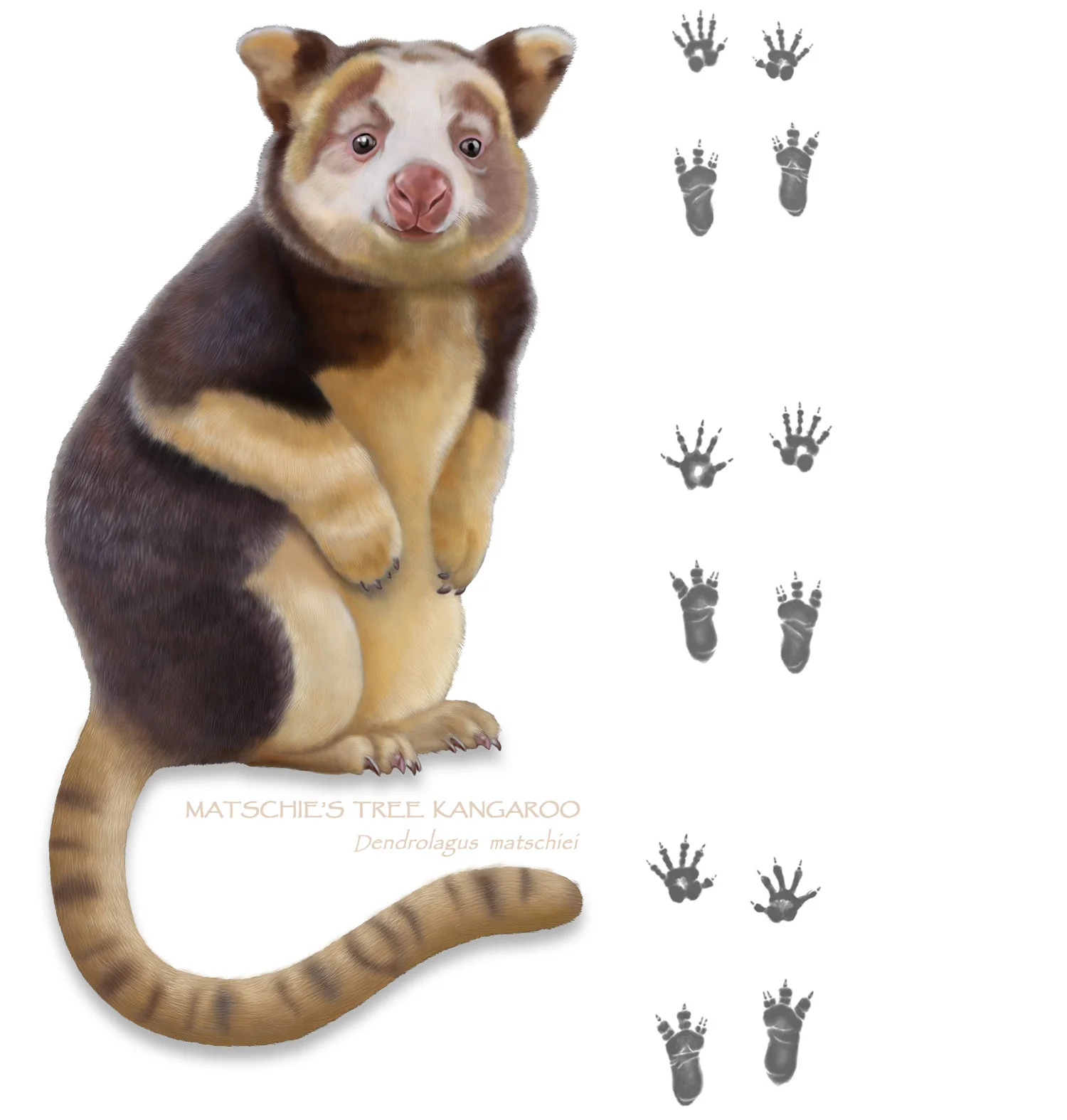 Matschie's Tree Kangaroo